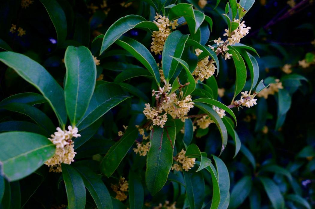 2a88847e233c4bdc93ea47431f24a1f5.png 2a88847e233c4bdc93ea47431f24a1f5.png