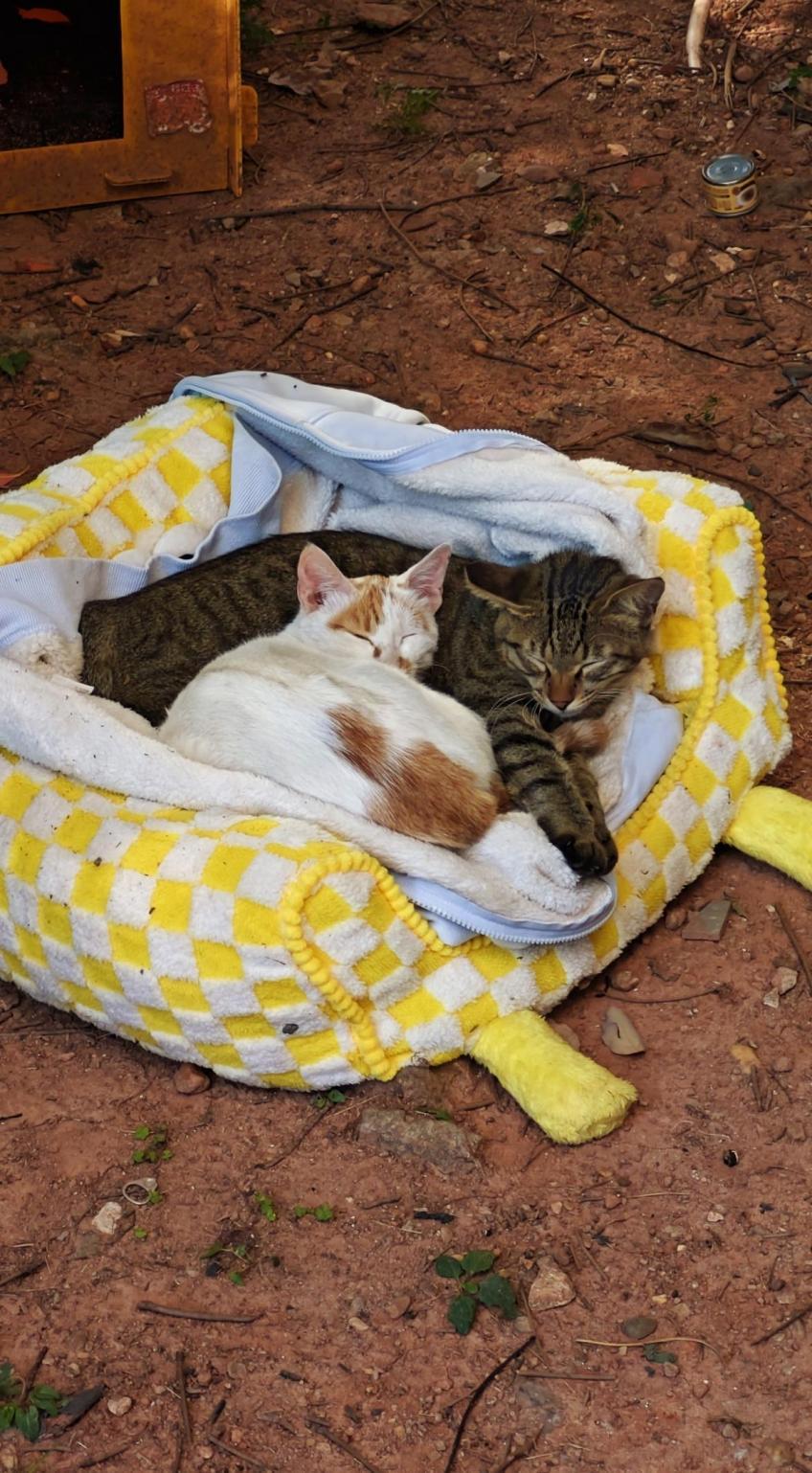 40b20a8bd80c4cf2a3fd47dee7abbe94.png 40b20a8bd80c4cf2a3fd47dee7abbe94.png