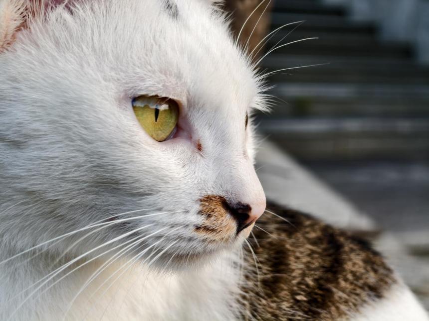 48d28235c33b4ba3a2b32cb7b1ef7815.png 48d28235c33b4ba3a2b32cb7b1ef7815.png