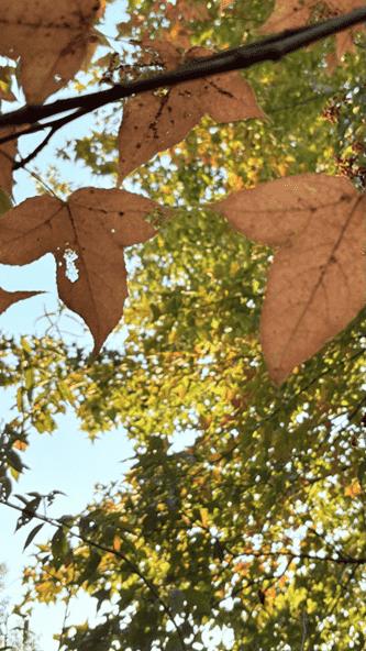 b0964a089eee48889d88b0f02e47ef56.png b0964a089eee48889d88b0f02e47ef56.png