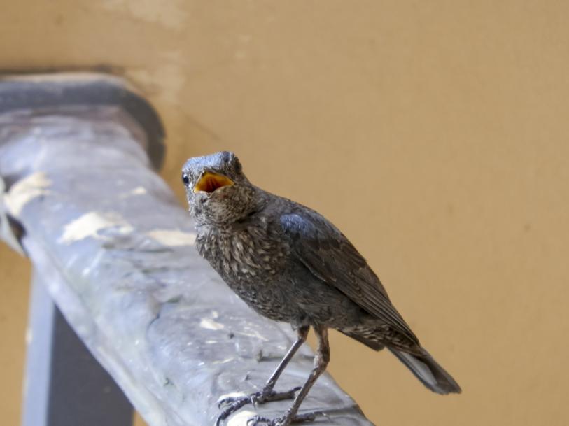 b33d3b128f6e49ac9b34e53da31faac7.png b33d3b128f6e49ac9b34e53da31faac7.png