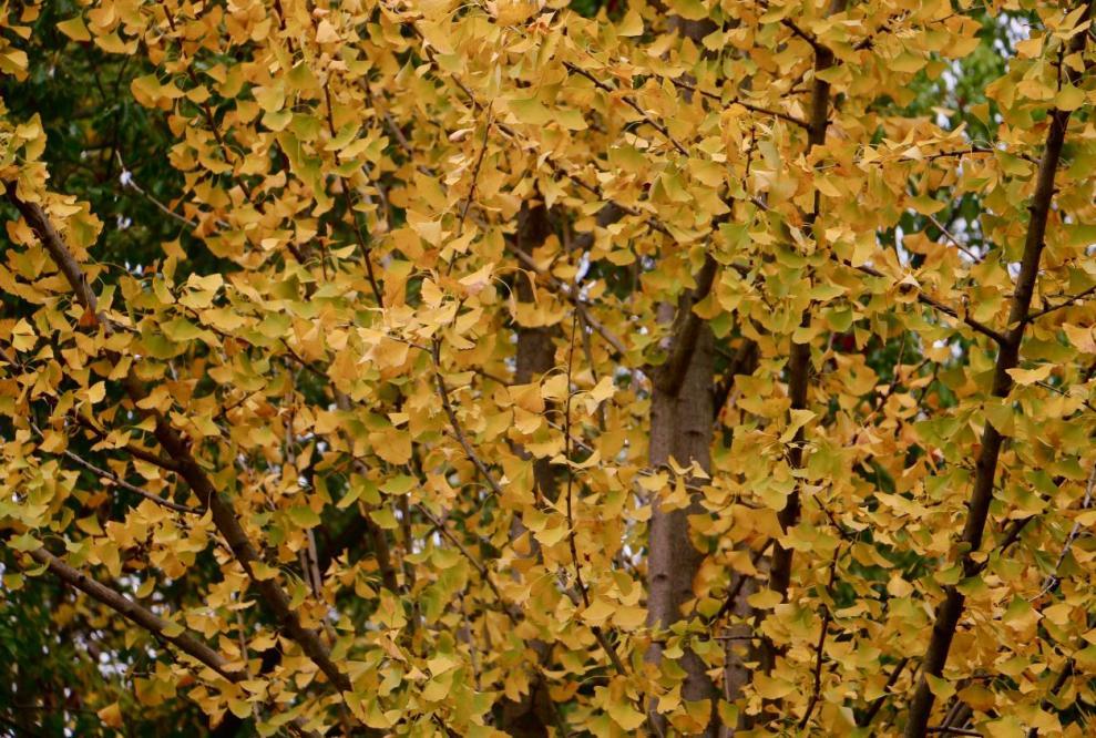 e42461a2c7214a1fb7c0e7c93b0b295c.png e42461a2c7214a1fb7c0e7c93b0b295c.png