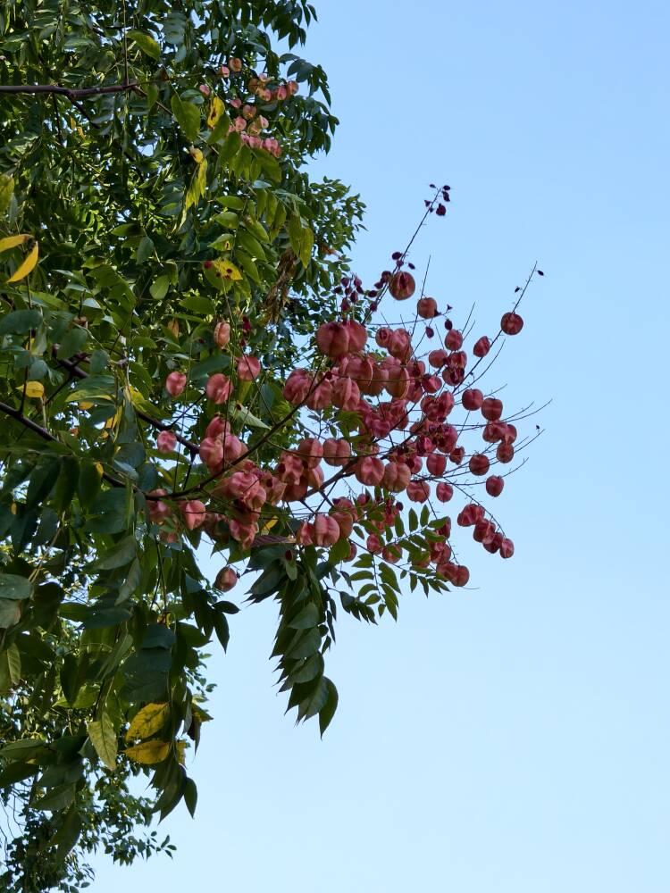 e609e5d78398423cbd468e3462b0bc50.png e609e5d78398423cbd468e3462b0bc50.png