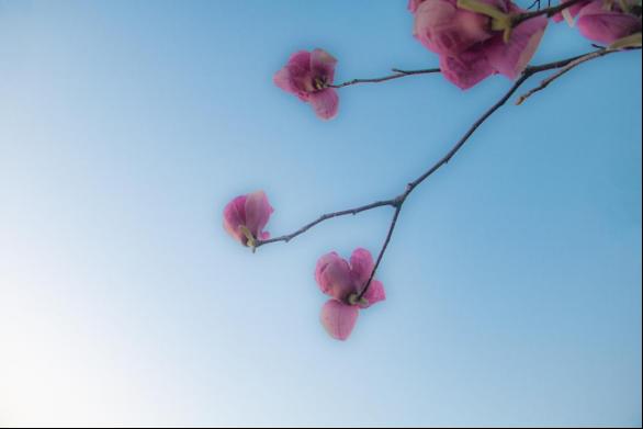 b4e61e07fec749fd94ad6789e76b0f0c.png